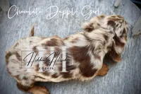 Chocolate Dapple Girl (Pet Only) , a female Miniature Dachshund for sale in Locust Grove, OK – 6 of 10