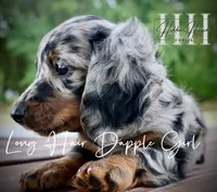 Dapple Long Hair Mini Girl (Pet Only) , a male Miniature Dachshund for sale in Locust Grove, OK – 5 of 10