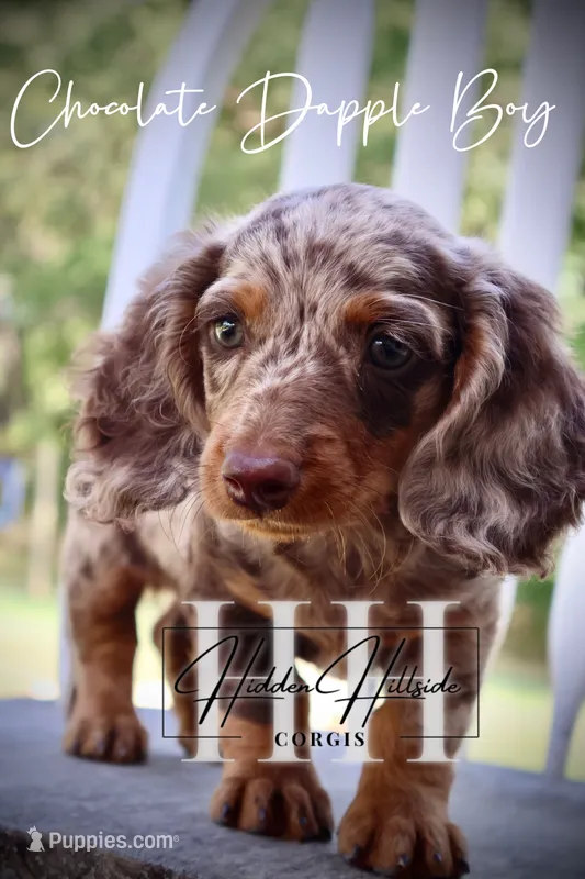 Chocolate Dapple Boy (Pet Only)  – Miniature Dachshund puppy for sale in Locust Grove, OK