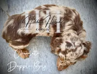 Chocolate Dapple Boy (Pet Only) , a female Miniature Dachshund for sale in Locust Grove, OK – 6 of 10