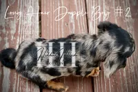 Dapple Long Hair Mini Boy #2 (Pet Only) , a male Miniature Dachshund for sale in Locust Grove, OK – 9 of 10