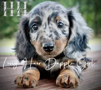Dapple Long Hair Mini Girl (Pet Only) , a male Miniature Dachshund for sale in Locust Grove, OK – 3 of 10