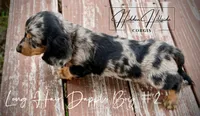 Dapple Long Hair Mini Boy #2 (Pet Only) , a male Miniature Dachshund for sale in Locust Grove, OK – 5 of 10