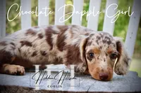 Chocolate Dapple Girl (Pet Only) , a female Miniature Dachshund for sale in Locust Grove, OK – 4 of 10