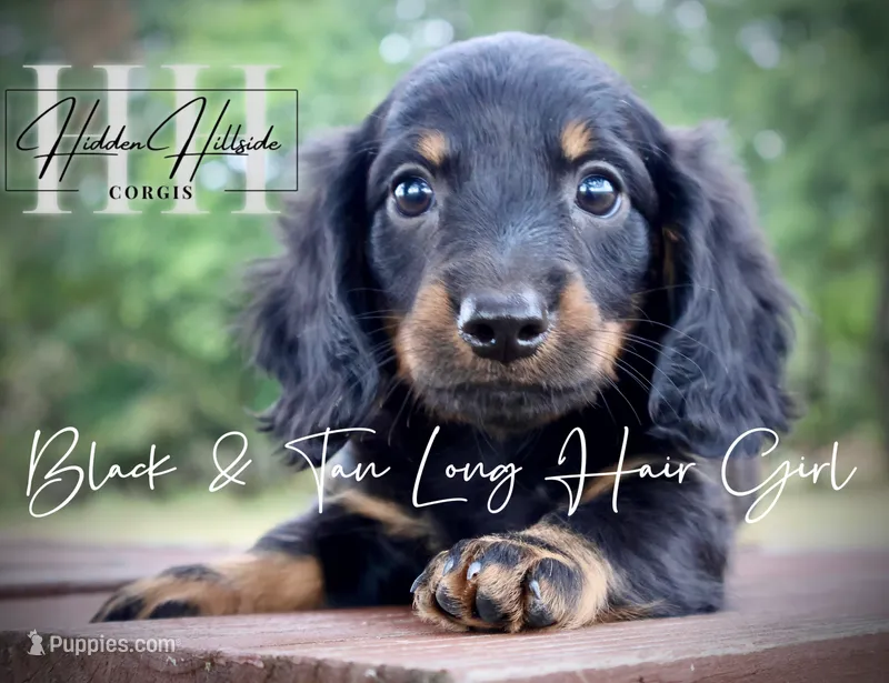 Long Hair Black & Tan Mini Girl (Pet only)  – Miniature Dachshund puppy for sale in Locust Grove, OK