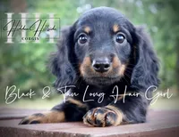 Long Hair Black & Tan Mini Girl (Pet only) , a male Miniature Dachshund for sale in Locust Grove, OK – 1 of 6