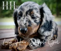 Dapple Long Hair Mini Girl (Pet Only) , a male Miniature Dachshund for sale in Locust Grove, OK – 8 of 10