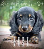 Long Hair Black & Tan Mini Girl (Pet only) , a male Miniature Dachshund for sale in Locust Grove, OK – 3 of 6