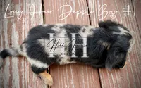 Long Hair Dapple Mini Boy #1 (Pet Only) , a male Miniature Dachshund for sale in Locust Grove, OK – 3 of 6