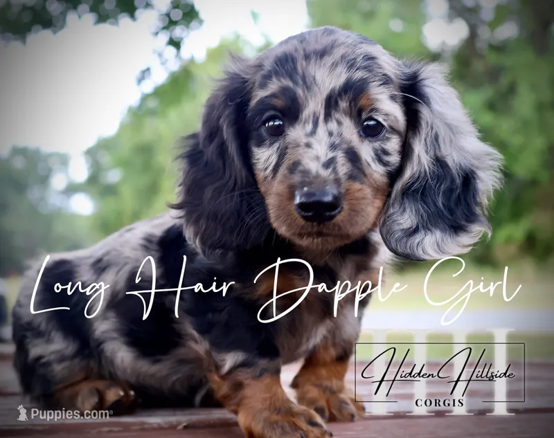 Dapple Long Hair Mini Girl (Pet Only)  – Miniature Dachshund puppy for sale in Locust Grove, OK