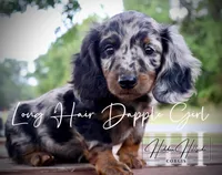 Dapple Long Hair Mini Girl (Pet Only) , a male Miniature Dachshund for sale in Locust Grove, OK – 1 of 10