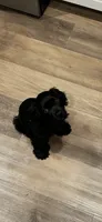 Luna , a female Cocker Spaniel for sale in Lake Elsinore, CA – 4 of 4