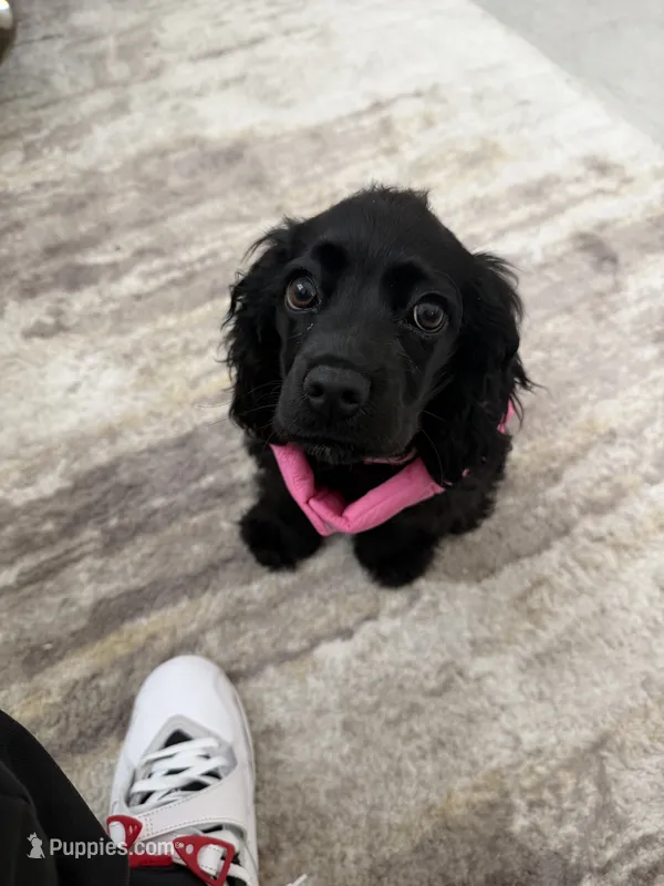 Luna  – Cocker Spaniel puppy for sale in Lake Elsinore, CA