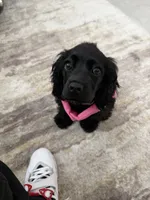 Luna , a female Cocker Spaniel for sale in Lake Elsinore, CA – 1 of 4