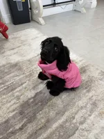 Luna , a female Cocker Spaniel for sale in Lake Elsinore, CA – 2 of 4
