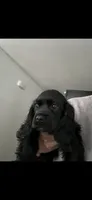 Luna , a female Cocker Spaniel for sale in Lake Elsinore, CA – 3 of 4