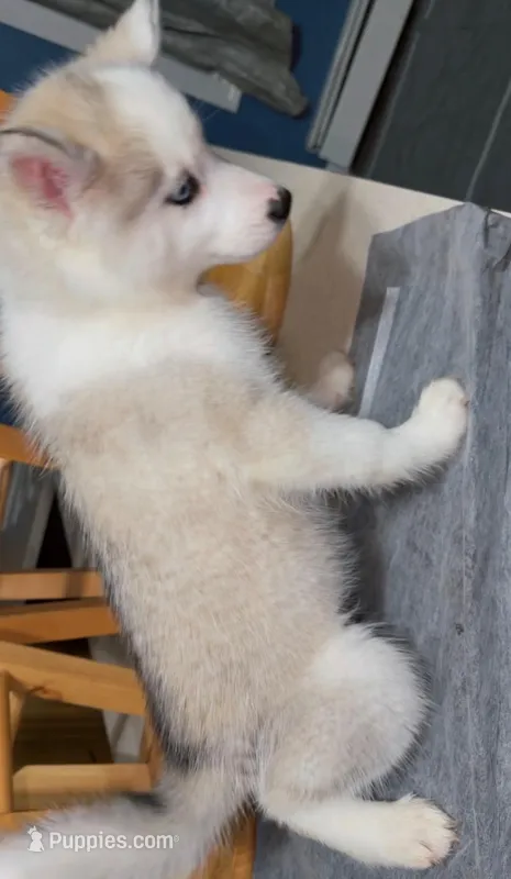 Sky – Siberian Husky puppy for sale in Dartmouth, MA