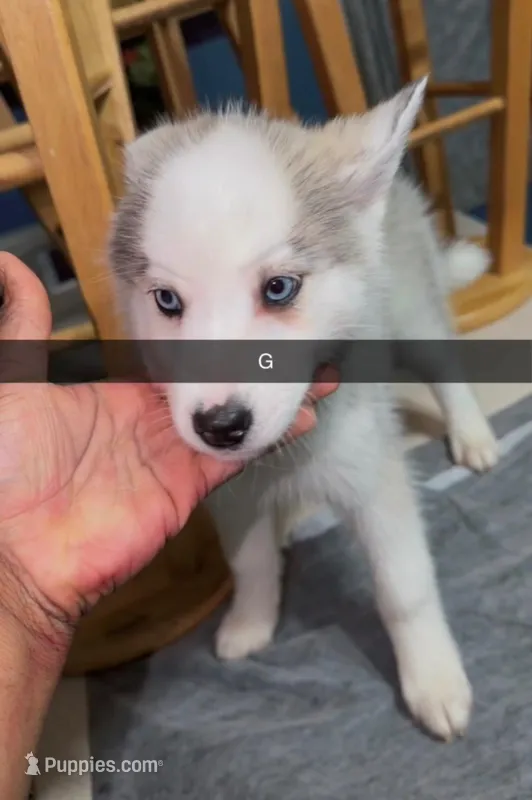 Sky – Siberian Husky puppy for sale in Fall River, MA