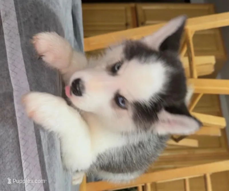 Bear – Siberian Husky puppy for sale in Fall River, MA
