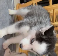 Bear, a male Siberian Husky for sale in Dartmouth, MA – Photo 2 of 2