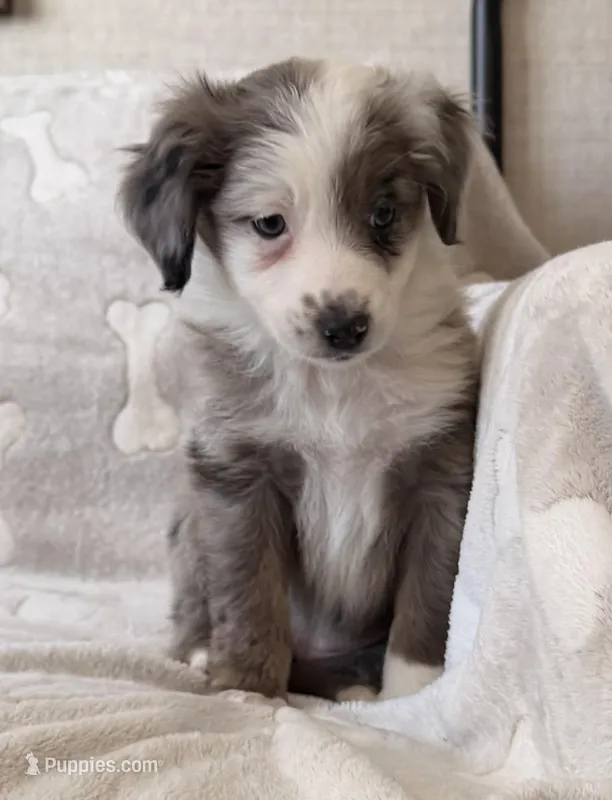 Blue Merle Female 
