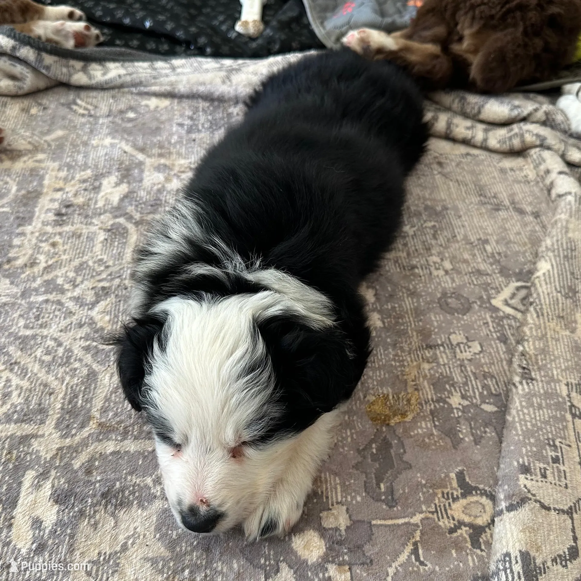 Black and White Girl, a female Australian Shepherd for sale in Lebanon, TN – Photo 2 of 2
