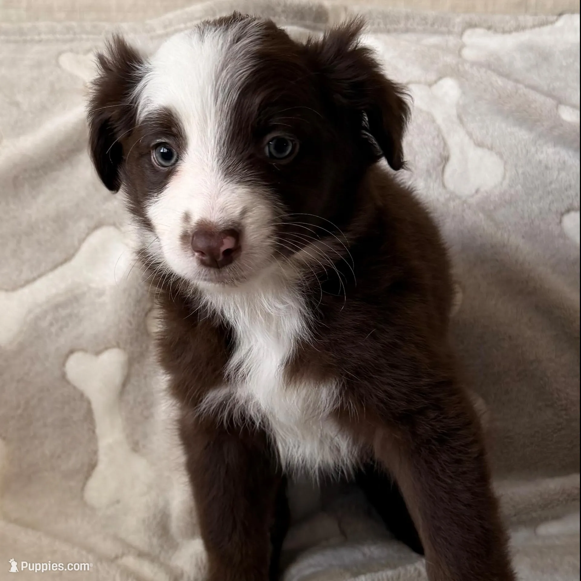 Red and White Female 