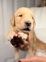 Yellow, a female Golden Retriever for sale in Fort Lauderdale, FL – 1 of 3