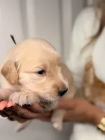 Black, a male Golden Retriever for sale in Fort Lauderdale, FL – 3 of 5