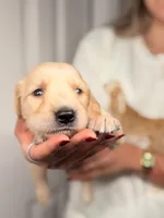 Red, a male Golden Retriever for sale in Fort Lauderdale, FL – 1 of 3