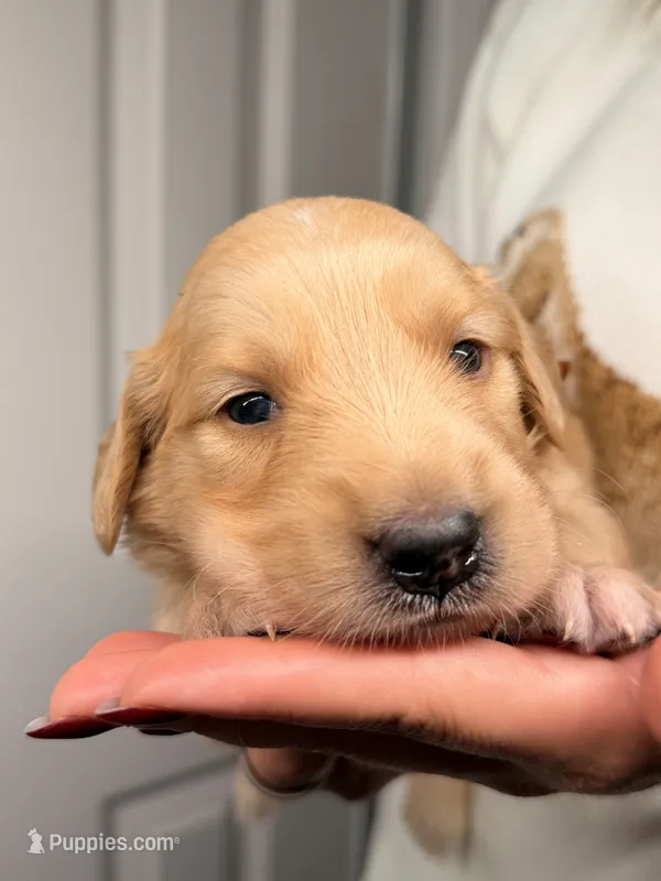 Orange – Golden Retriever puppy for sale in Fort Lauderdale, FL