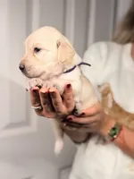 Purple, a female Golden Retriever for sale in Fort Lauderdale, FL – 2 of 2