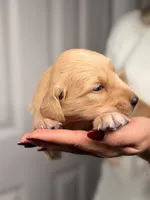 Orange, a female Golden Retriever for sale in Fort Lauderdale, FL – 3 of 5