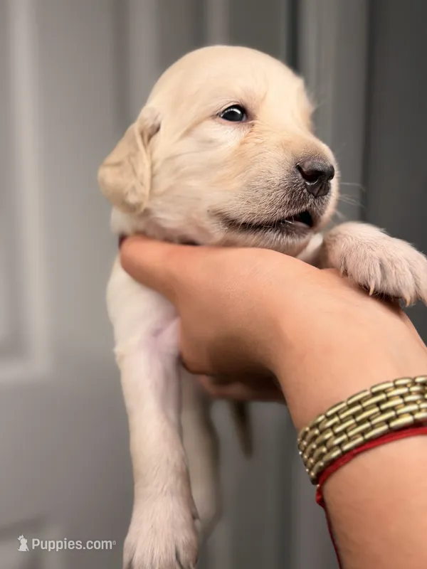Purple – Golden Retriever puppy for sale in Fort Lauderdale, FL