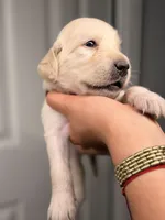 Purple, a female Golden Retriever for sale in Fort Lauderdale, FL – 1 of 2
