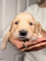 Red, a male Golden Retriever for sale in Fort Lauderdale, FL – 3 of 3