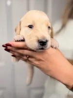 Pink , a male Golden Retriever for sale in Fort Lauderdale, FL – 3 of 5