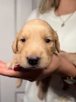 Orange, a female Golden Retriever for sale in Fort Lauderdale, FL – 5 of 5