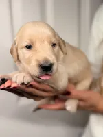 Black, a male Golden Retriever for sale in Fort Lauderdale, FL – 2 of 5