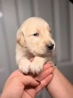 Pink , a male Golden Retriever for sale in Fort Lauderdale, FL – 2 of 5