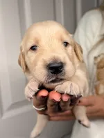 Black, a male Golden Retriever for sale in Fort Lauderdale, FL – 1 of 5