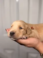 Orange, a female Golden Retriever for sale in Fort Lauderdale, FL – 2 of 5