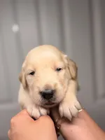 Pink , a male Golden Retriever for sale in Fort Lauderdale, FL – 1 of 5