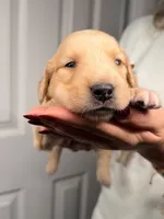 Orange, a female Golden Retriever for sale in Fort Lauderdale, FL – 4 of 5