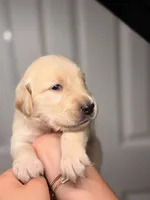 Pink , a male Golden Retriever for sale in Fort Lauderdale, FL – 4 of 5
