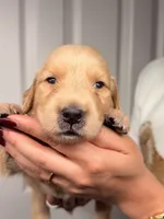 Yellow, a female Golden Retriever for sale in Fort Lauderdale, FL – 3 of 3
