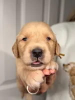 Yellow, a female Golden Retriever for sale in Fort Lauderdale, FL – 2 of 3