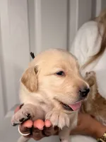 Black, a male Golden Retriever for sale in Fort Lauderdale, FL – 4 of 5