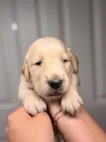 Pink , a male Golden Retriever for sale in Fort Lauderdale, FL – 5 of 5