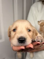 Red, a male Golden Retriever for sale in Fort Lauderdale, FL – 2 of 3